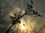 IMG_1426.jpg