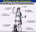 Biofilm-Mensch-Staphylokokken.jpg