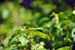 DSC_0184.JPG
