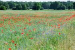 DSC_0036.jpg