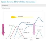 Viren Verlaufsschema EBV-Virus.jpg