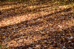DSC_0107.JPG