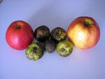 Äpfelgruppe.JPG