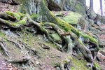 DSC_0150.JPG