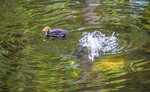 DSC_0137.JPG