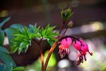 DSC_0016.JPG