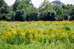 DSC_0099.JPG DSC_0099.JPG