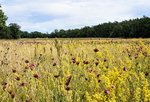 DSC_0110.JPG