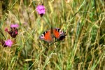 DSC_0204.JPG DSC_0204.JPG