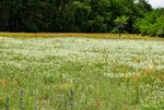 DSC_0098.JPG DSC_0098.JPG