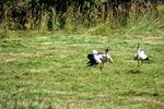 DSC_0459.JPG DSC_0459.JPG