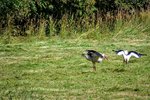 DSC_0465.JPG DSC_0465.JPG