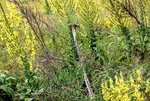 DSC_0062.JPG DSC_0062.JPG