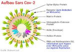 coronavirus-aufbau-3-me.jpg