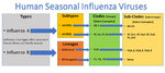 influenza-viruses-1200px.jpg