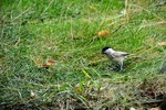DSC_0150.JPG DSC_0150.JPG