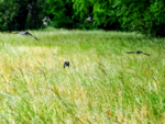 IMG_7809 (1).PNG IMG_7809 (1).PNG