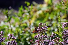 DSC_0187.JPG