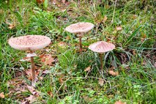 DSC_0094.JPG DSC_0094.JPG