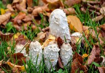DSC_0006.JPG DSC_0006.JPG