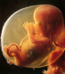 embryo_12wo_3.jpg