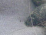 räzel 011.jpg