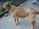 cacho.jpg