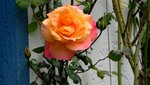 IMG_0613.jpg