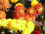 Herbstblumen7.jpg