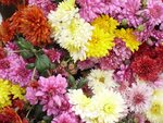 Chrysanthemen10.jpg