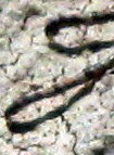 IMG_0004-1.JPG