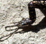 IMG_0004-3.JPG