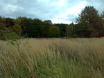 Waldbilder 30.10.09 014.jpg