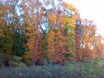 Waldbilder 30.10.09 021.jpg