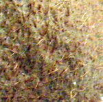 IMG_0014-1.JPG
