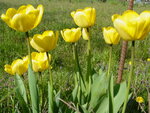 tulipani 005.jpg