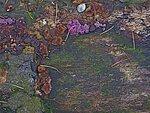 IMG_0682.jpg