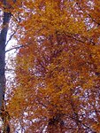 IMG_0701.jpg