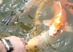 koi.jpg