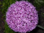 Allium5.jpg