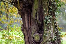 DSC_0038.JPG