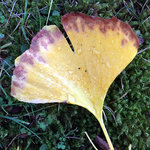 nov20_ginkgo5.jpg