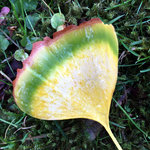 nov20_ginkgo6.jpg