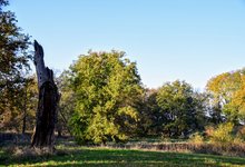 DSC_0218.JPG