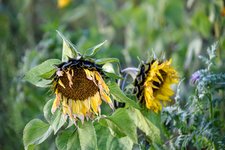 DSC_0045.JPG