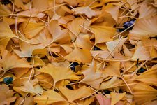 DSC_0243.JPG DSC_0243.JPG