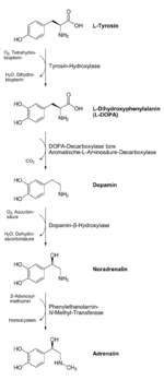 800px-Biosynthese_Catecholamine.svg.png 800px-Biosynthese_Catecholamine.svg.png