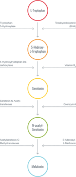 Serotoninsynthese_1-445x1024.png