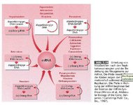 Virusfamilie-mRNA.jpg