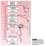 Poliomylitis.jpg